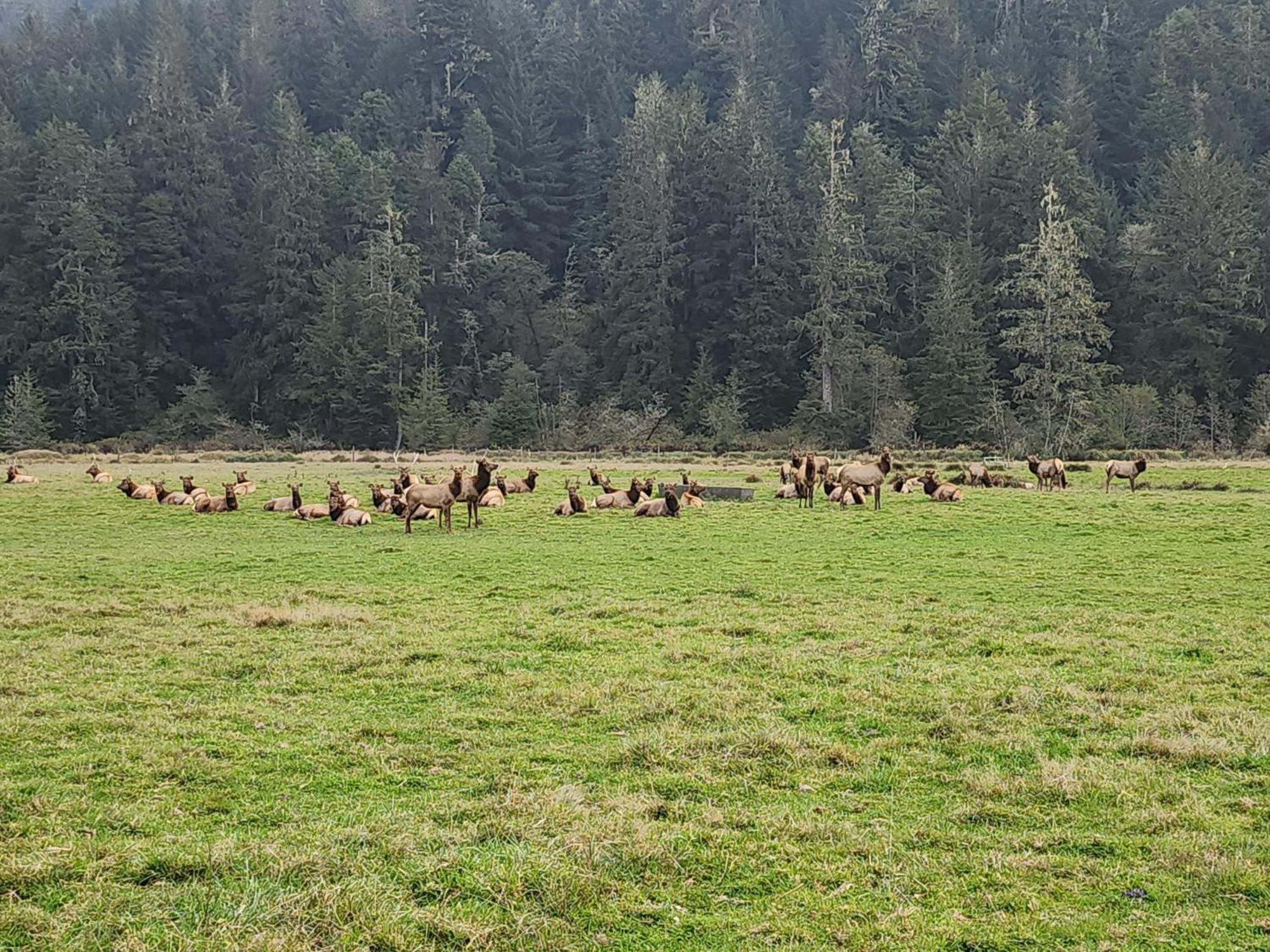 Redwood Farmhouse In The Orick Valley Esterno foto